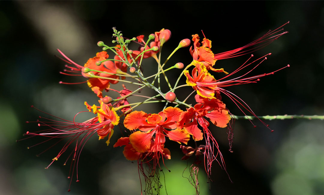 中卫花帮主百科词条创建案例